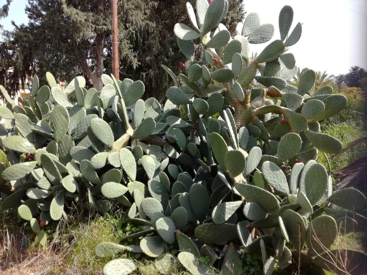 Kiriaki House Villa Paphos Kültér fotó